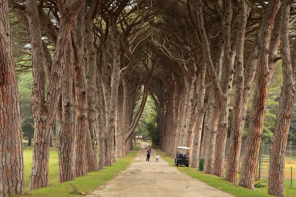 An avenue of tall umbrella pines on Veli Brijun.