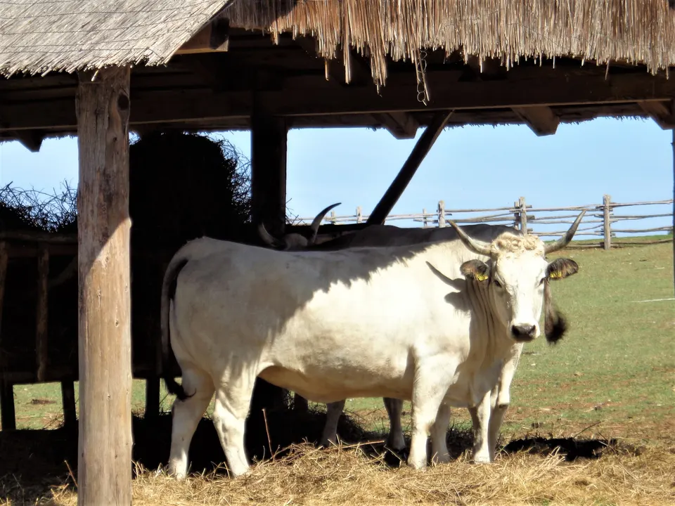 A boškarin resting in the shade of a thatched shelter on Brijuni.