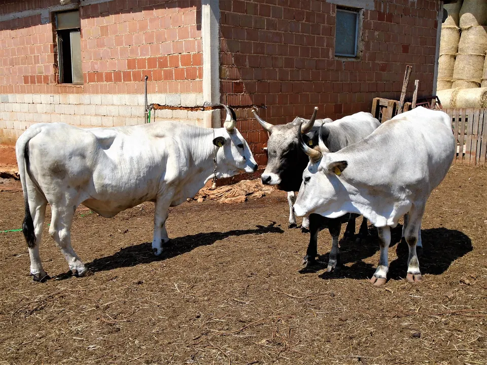 Istrian cattle on an open farm in north-western Istria.