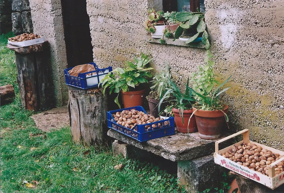 Crates of walnuts and potted plants by the stone wall outside a konoba in Županići.