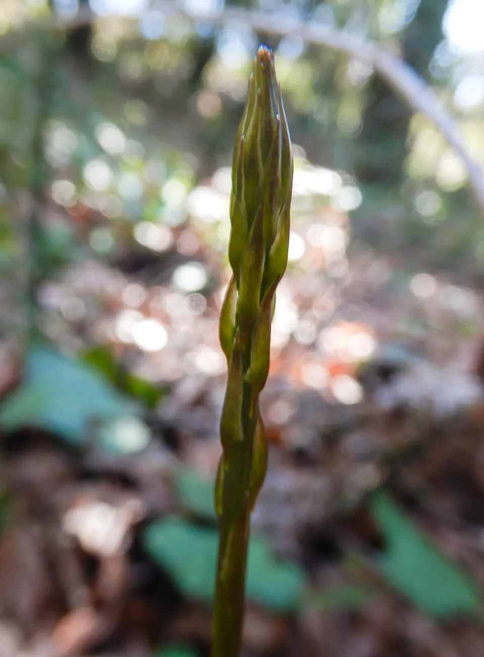 A young shoot of wild asparagus, the forager's prize of an Istrian spring.
