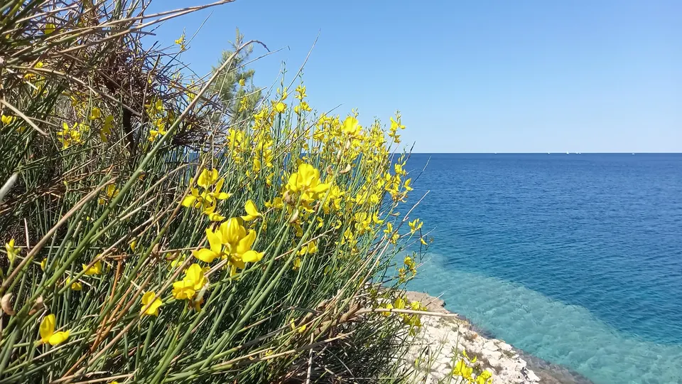 Yellow broom in flower above the sea on Kamenjak in early summer.