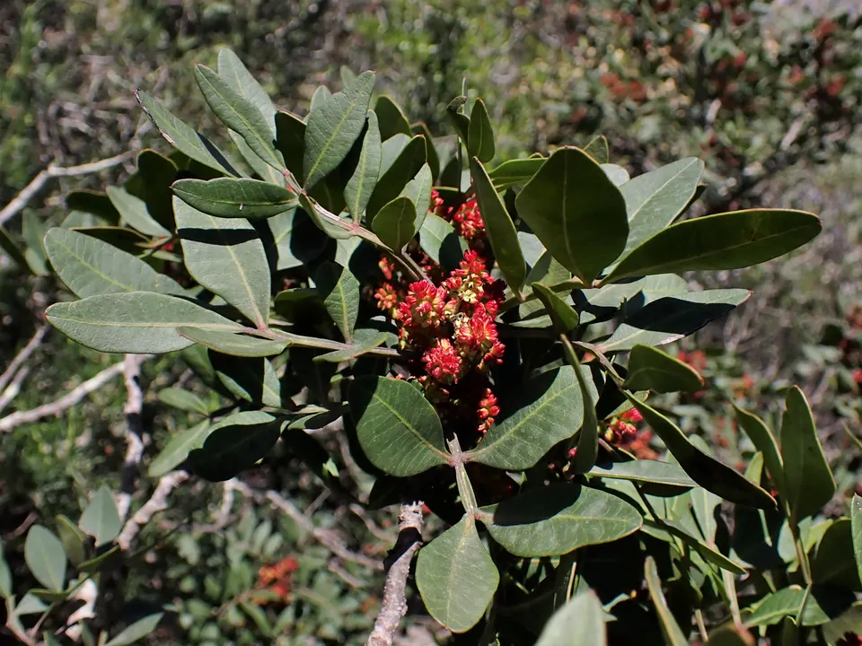 Mastic (Pistacia lentiscus) in flower: a tough evergreen shrub of Mediterranean coasts, ideal for informal hedging.