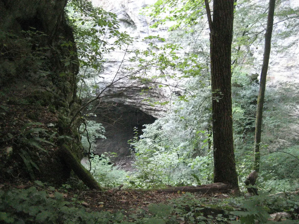 Woodland and rock walls at the bottom of the Pazin abyss.