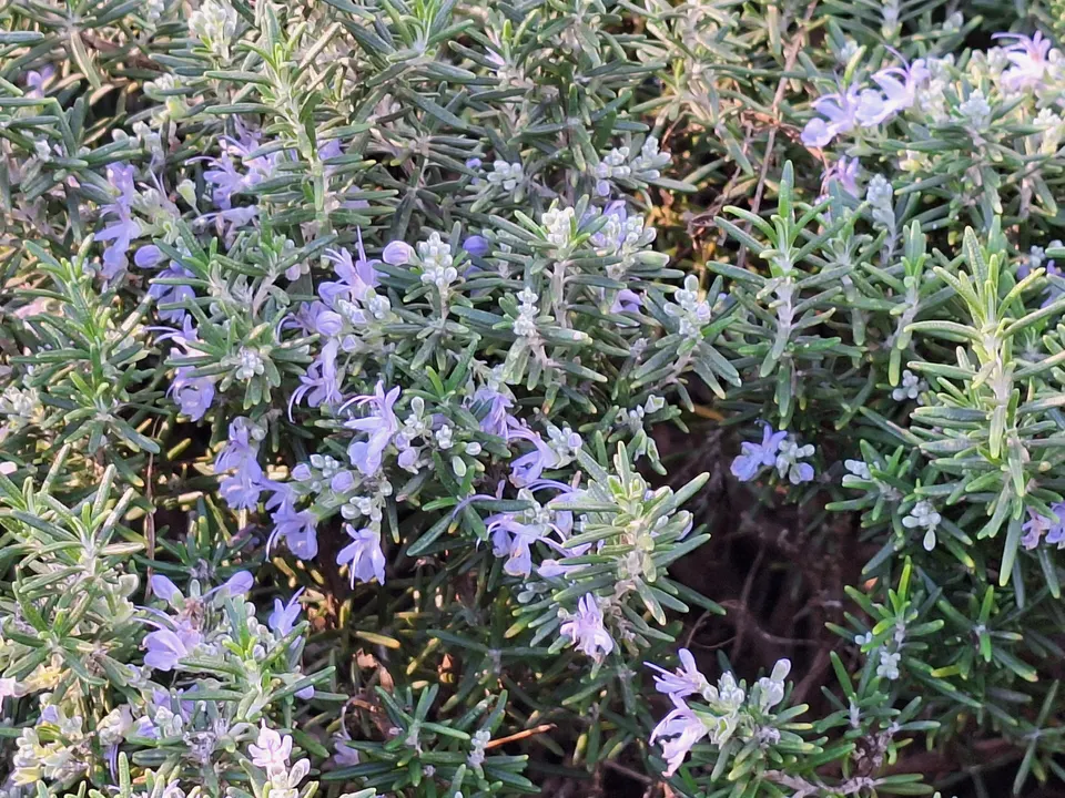 Flowering rosemary: evergreen, aromatic and content with very little water once established.