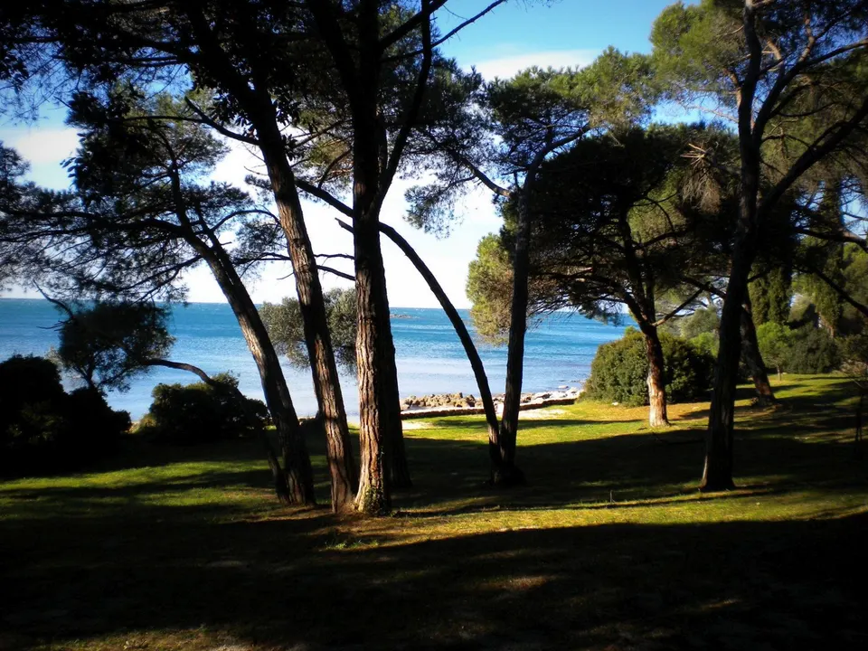 Tall pines and shade right down to the sea on the shore near Rovinj.