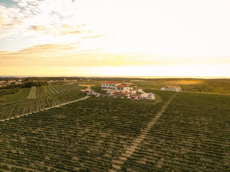 Weinberge auf der flachen Hochfläche bei Brtonigla, in der Mitte ein Weingut, am Horizont das Meer.