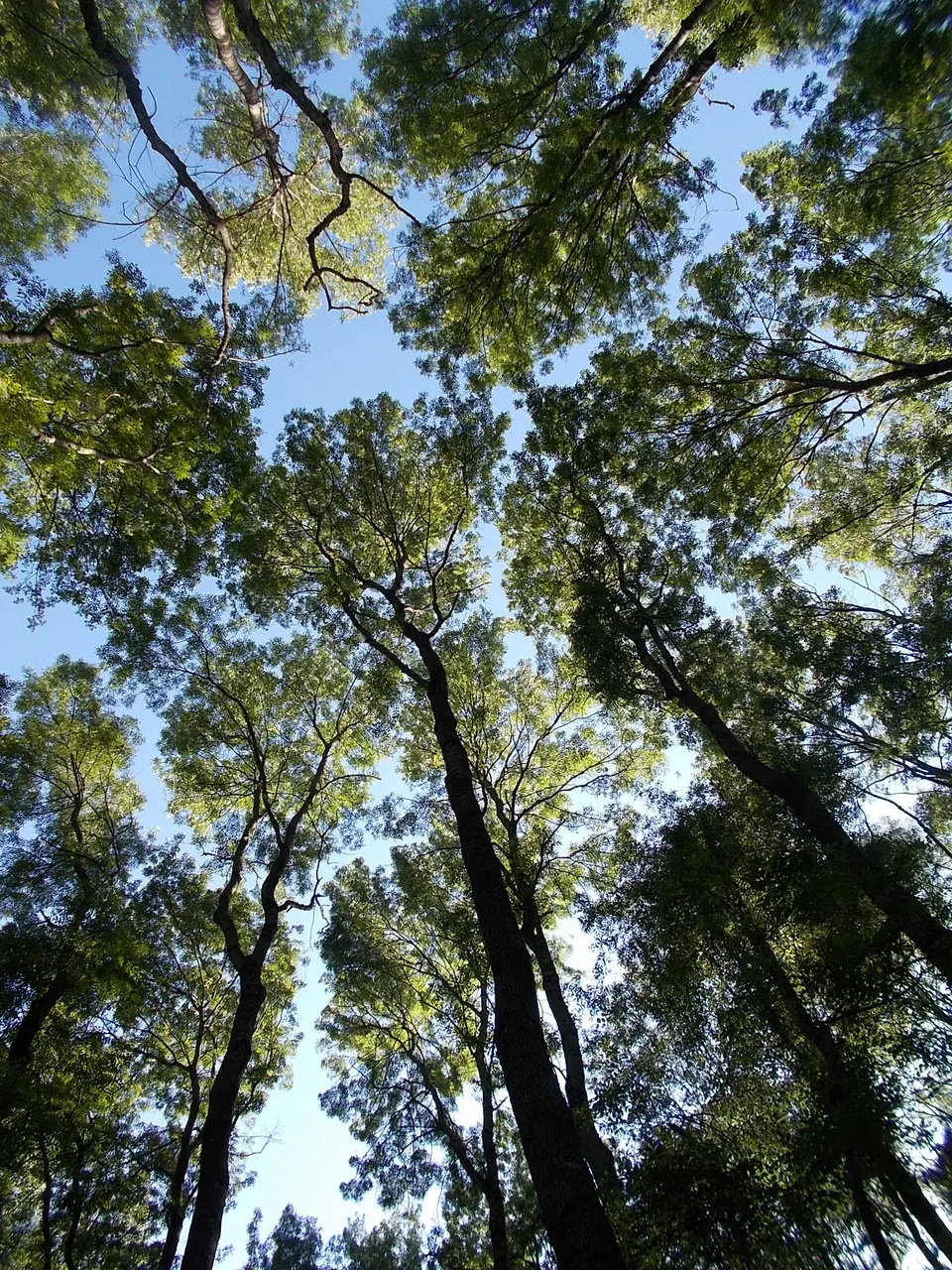 Alti pioppi nel bosco di valle ai piedi di Motovun.