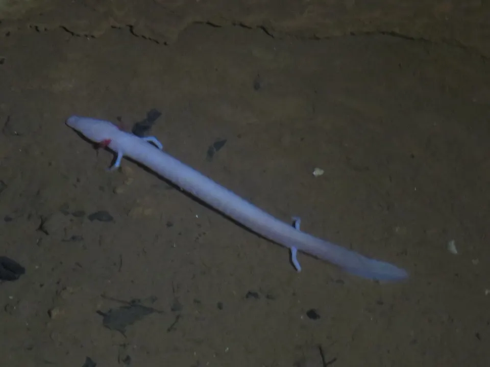 Ein Grottenolm, der blasse, blinde Höhlenlurch des Dinarischen Karsts, fotografiert in der Höhle Baredine.