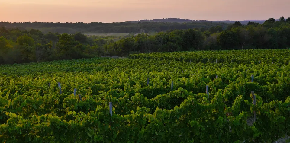 Rows of vines in the Istrian countryside at dusk, with woods on the low hills behind.