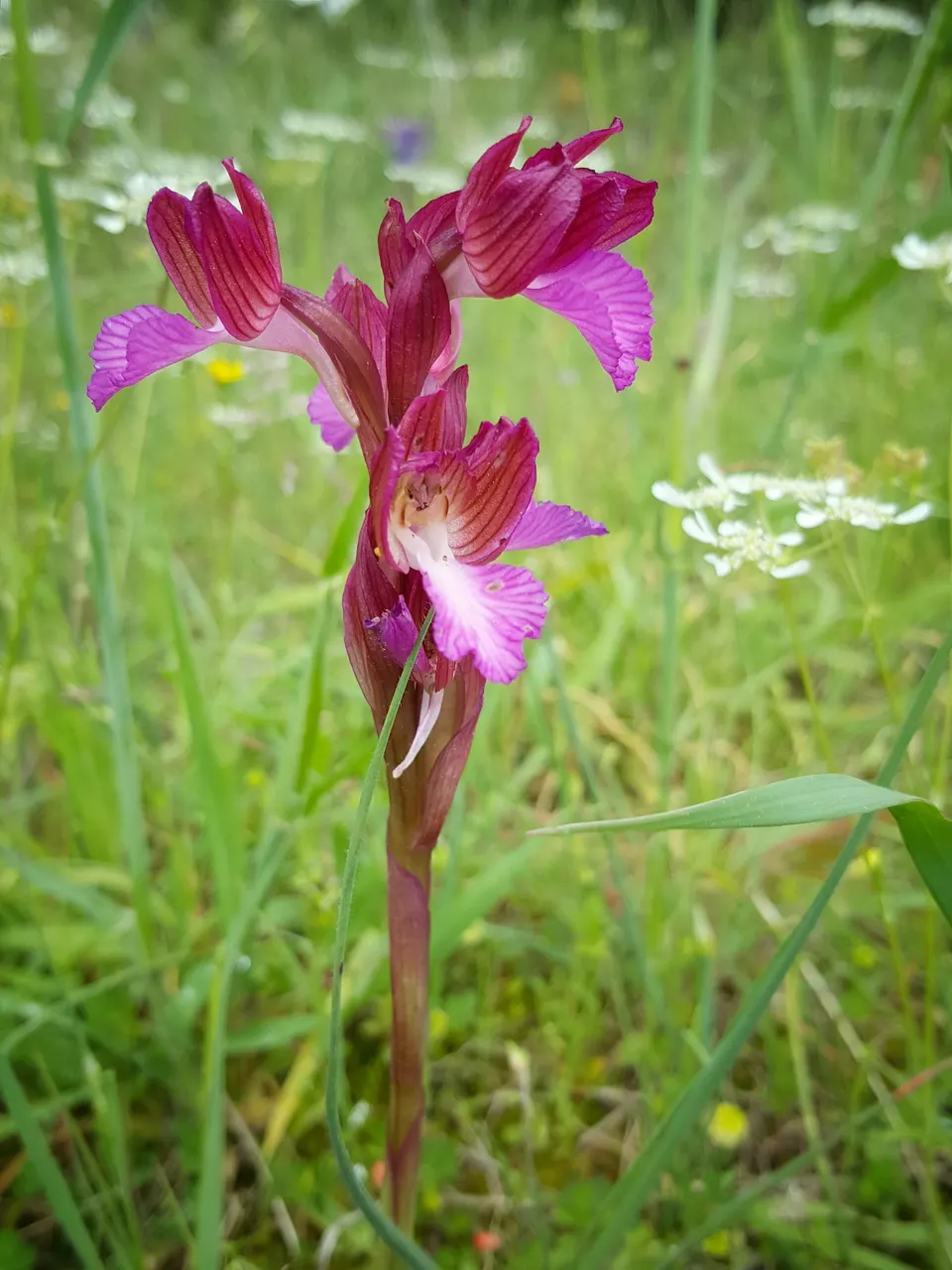 A wild orchid in flower at Cape Kamenjak in late April.