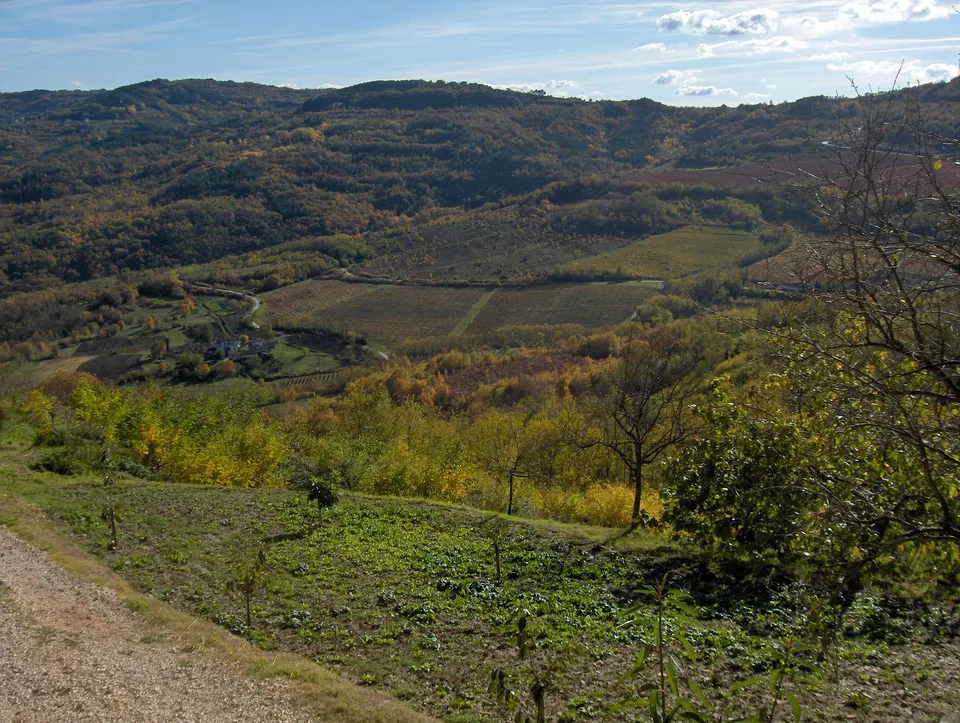 Weinberge und Wälder in Herbstfarben in den Tälern rund um Motovun.