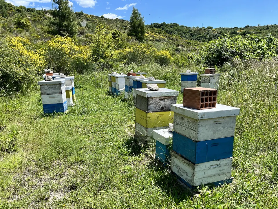 Arnie di legno dipinte in una radura assolata tra la macchia mediterranea e arbusti dai fiori gialli, nei pressi di Cavtat, nella Croazia meridionale.