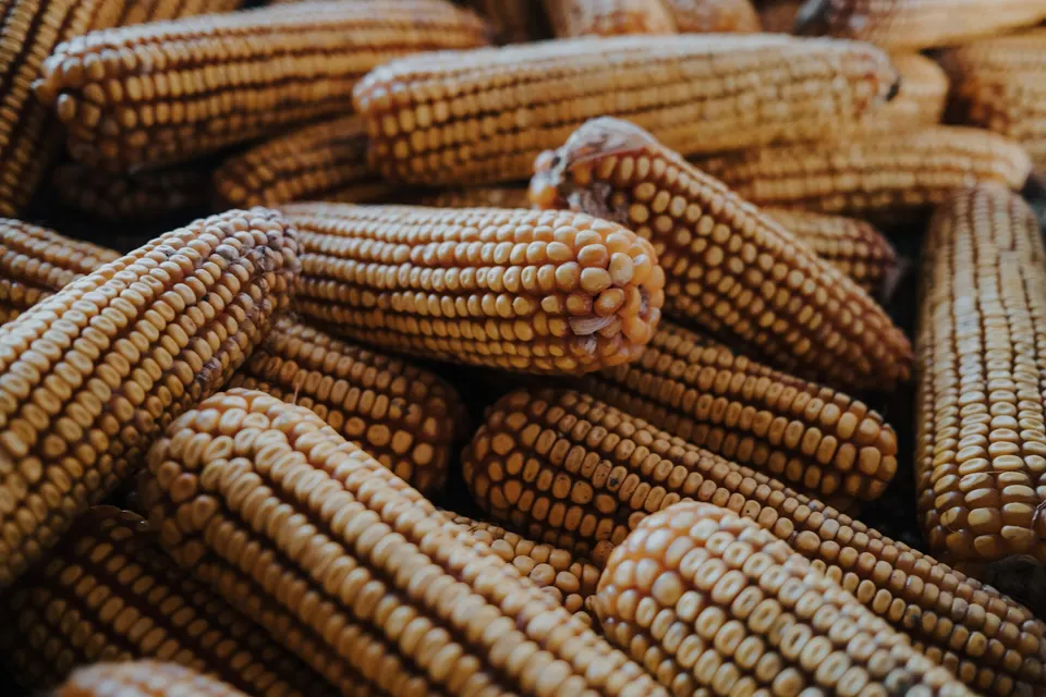 Dried cobs of golden-brown corn piled together after the harvest.