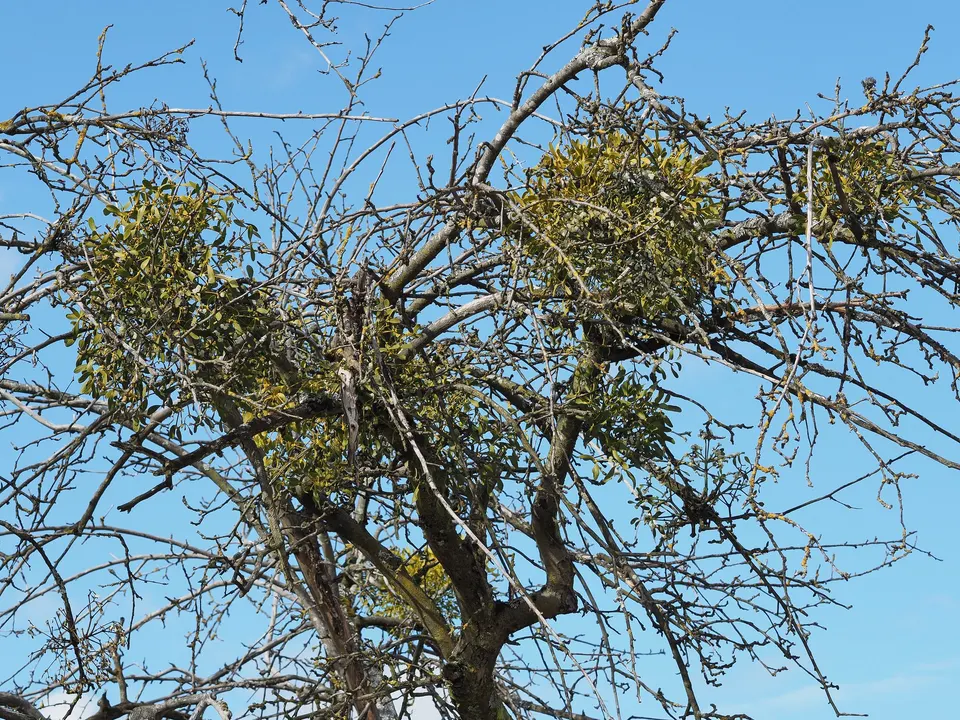 Cespi tondeggianti di vischio sempreverde in alto tra i rami spogli di un melo, contro il cielo azzurro.