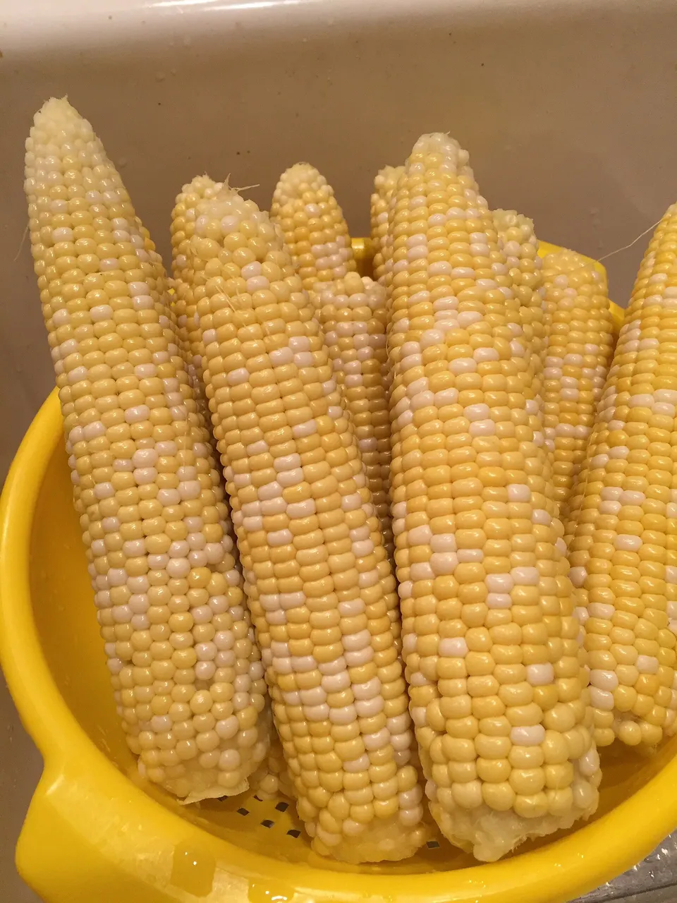 Fresh cobs of yellow sweetcorn in a colander, ready to have their kernels cut off.
