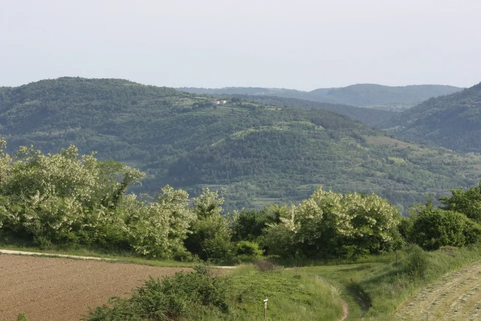 Valoviti gozdnati griči in zorana njiva, obrobljena z živimi mejami, na podeželju okoli Vižinade v notranjosti Istre.