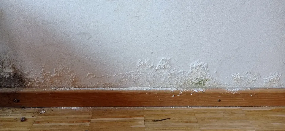 Aufsteigende Feuchtigkeit am Fuß einer weißen Innenwand, mit Salzausblühungen und Schimmel direkt über der Holzsockelleiste. Mängel wie dieser zeigen sich oft erst Monate nach der Abnahme.