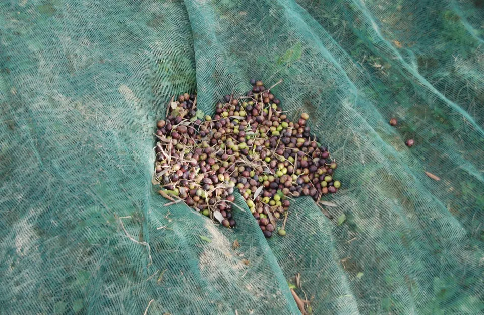 Freshly picked olives, green and purple, gathered on a harvest net in a grove in Slovenian Istria.
