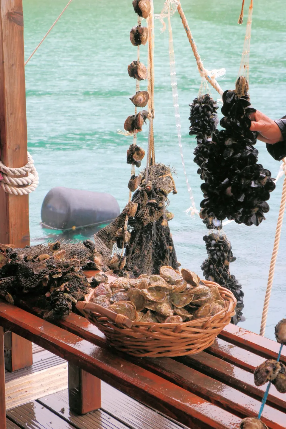 Oysters and clusters of mussels freshly lifted from the farming ropes, with a basket of oysters on a wooden bench by the sea.
