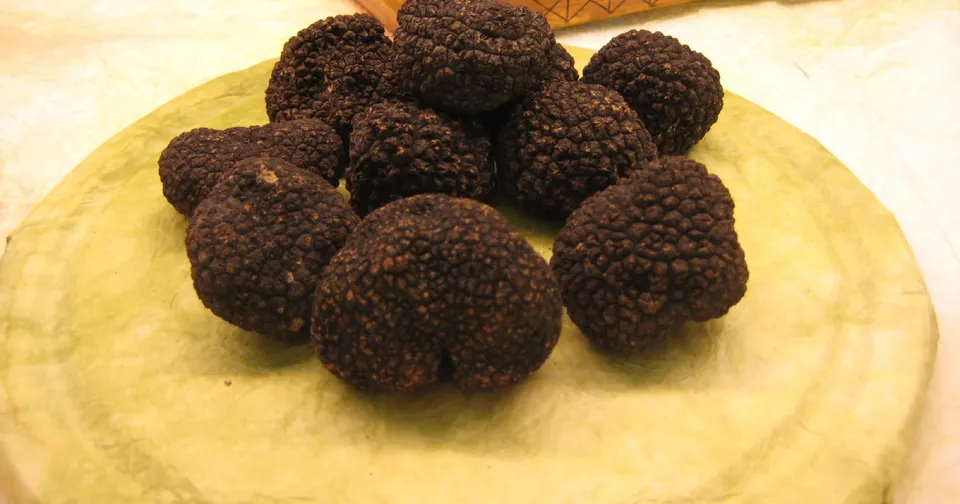 Whole black truffles on display, with their rough, knobbly skin.