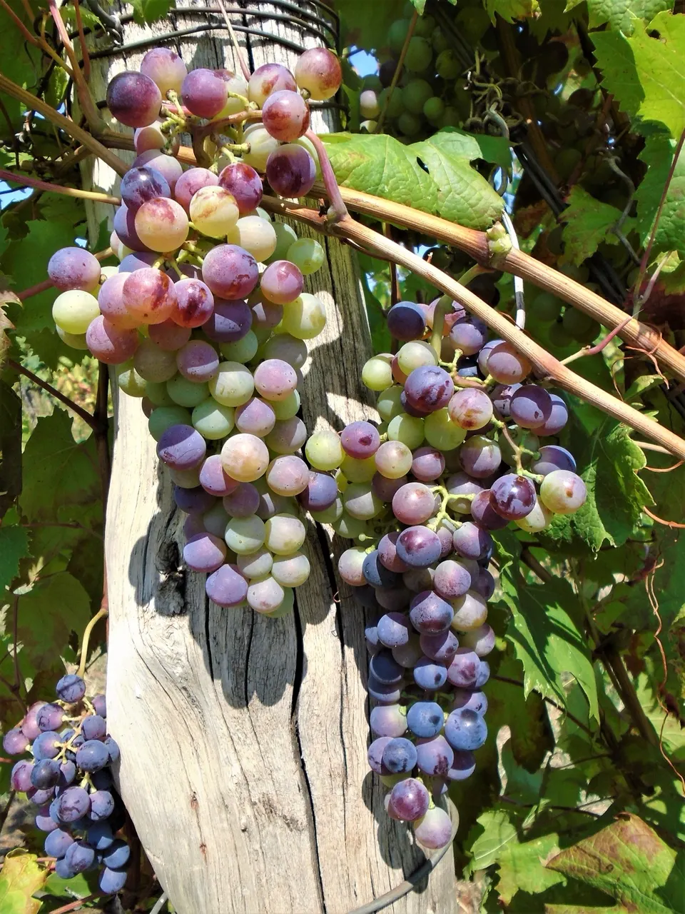Teran grapes changing colour on the vine, from green to deep purple, at the end of summer.
