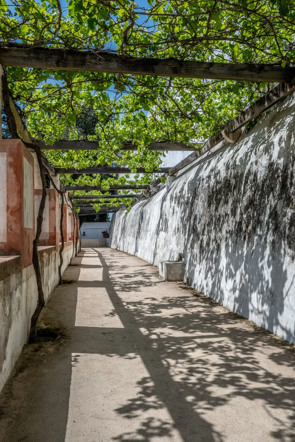 A long vine-covered pergola casting dappled shade over a path between two walls.