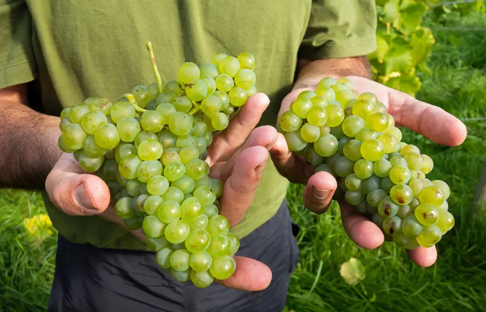 Harvest season in September.